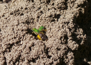 Metalic Green Bees