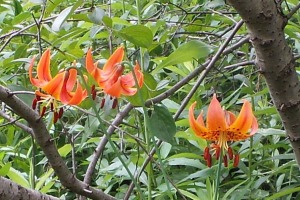 Turks Cap Lily